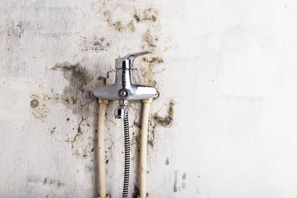  Hudson, TX Mold Removal Pros