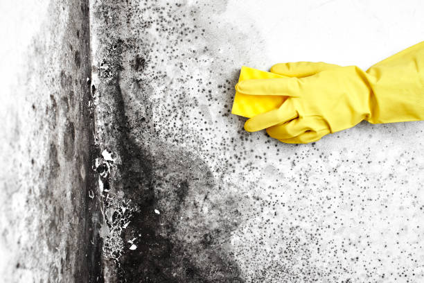 Best Mold Testing and Removal  in Hudson, TX