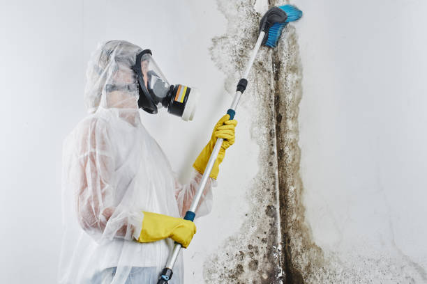 Best Mold Inspection  in Hudson, TX