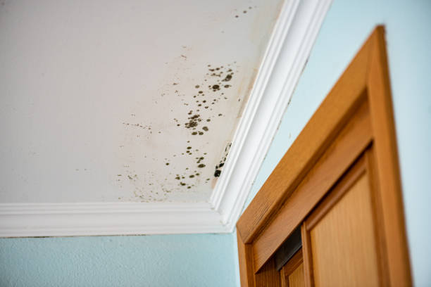 Home Mold Removal in Hudson, TX