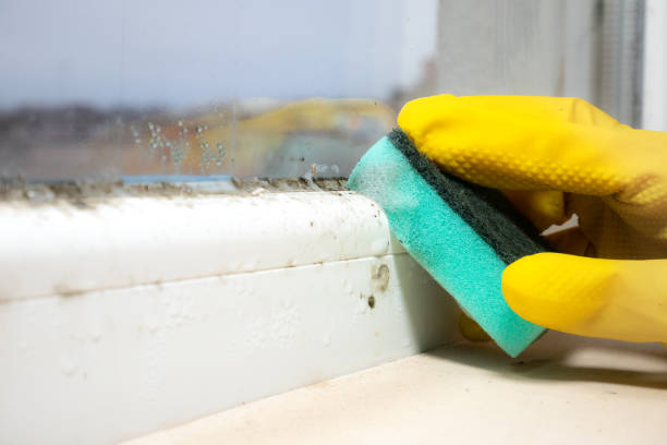 Best Commercial Mold Removal  in Hudson, TX