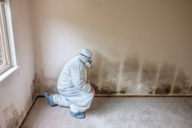 Best Fast Mold Removal  in Hudson, TX