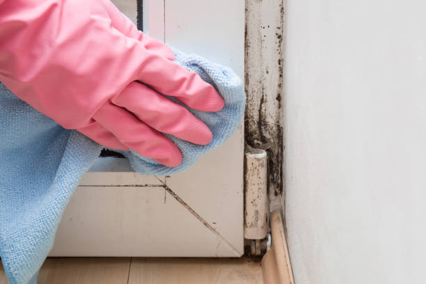 Best Mold Testing  in Hudson, TX